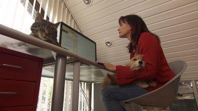 Tiere vermisst Tiere vermisst