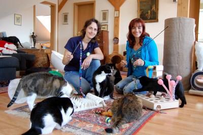 Katzenbeschäftigung Katzenbeschäftigung