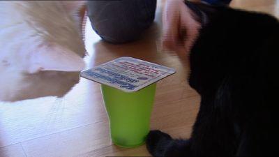 Katzenbeschäftigung Katzenbeschäftigung
