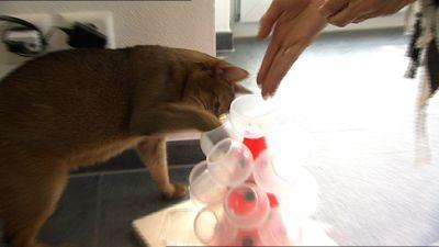 Katzenbeschäftigung Katzenbeschäftigung