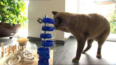 Katzenbeschäftigung Katzenbeschäftigung