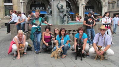 Hundeverkehrstraining Hundeverkehrstraining