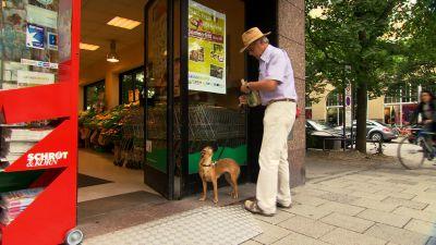 Hundeverkehrstraining Hundeverkehrstraining