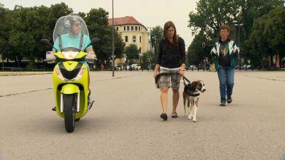 Hundeverkehrstraining Hundeverkehrstraining