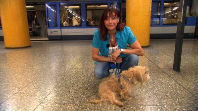Hundeverkehrstraining Hundeverkehrstraining