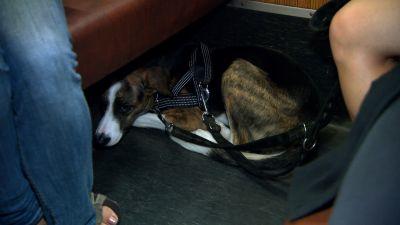 Hundeverkehrstraining Hundeverkehrstraining