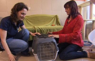Katzentransportboxen Katzentransportboxen
