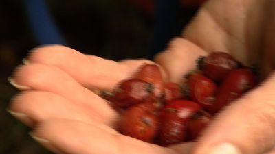Mitbringsel aus der Natur Mitbringsel aus der Natur