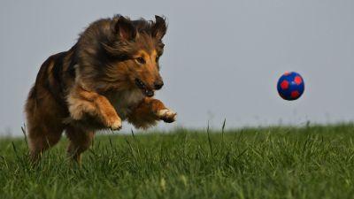 Das Perfekte Hundefoto Das Perfekte Hundefoto