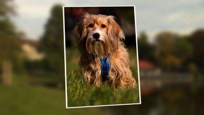 Das Perfekte Hundefoto Das Perfekte Hundefoto