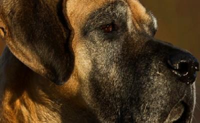 Das Perfekte Hundefoto Das Perfekte Hundefoto