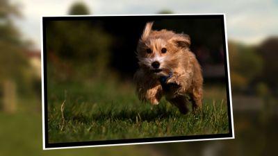 Das Perfekte Hundefoto Das Perfekte Hundefoto
