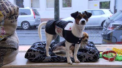 Tierische Accessoires selbst gemacht Tierische Accessoires selbst gemacht