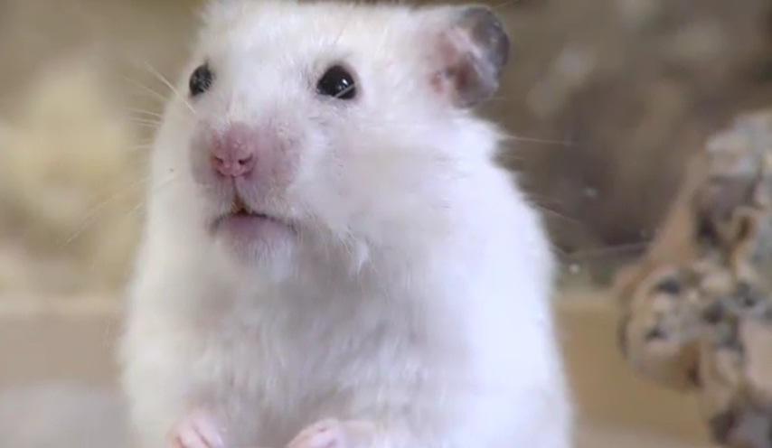Haltung und Pflege Goldhamster Haltung und Pflege Goldhamster