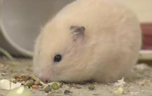 Haltung und Pflege Goldhamster Haltung und Pflege Goldhamster