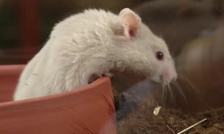 Haltung und Pflege Goldhamster Haltung und Pflege Goldhamster