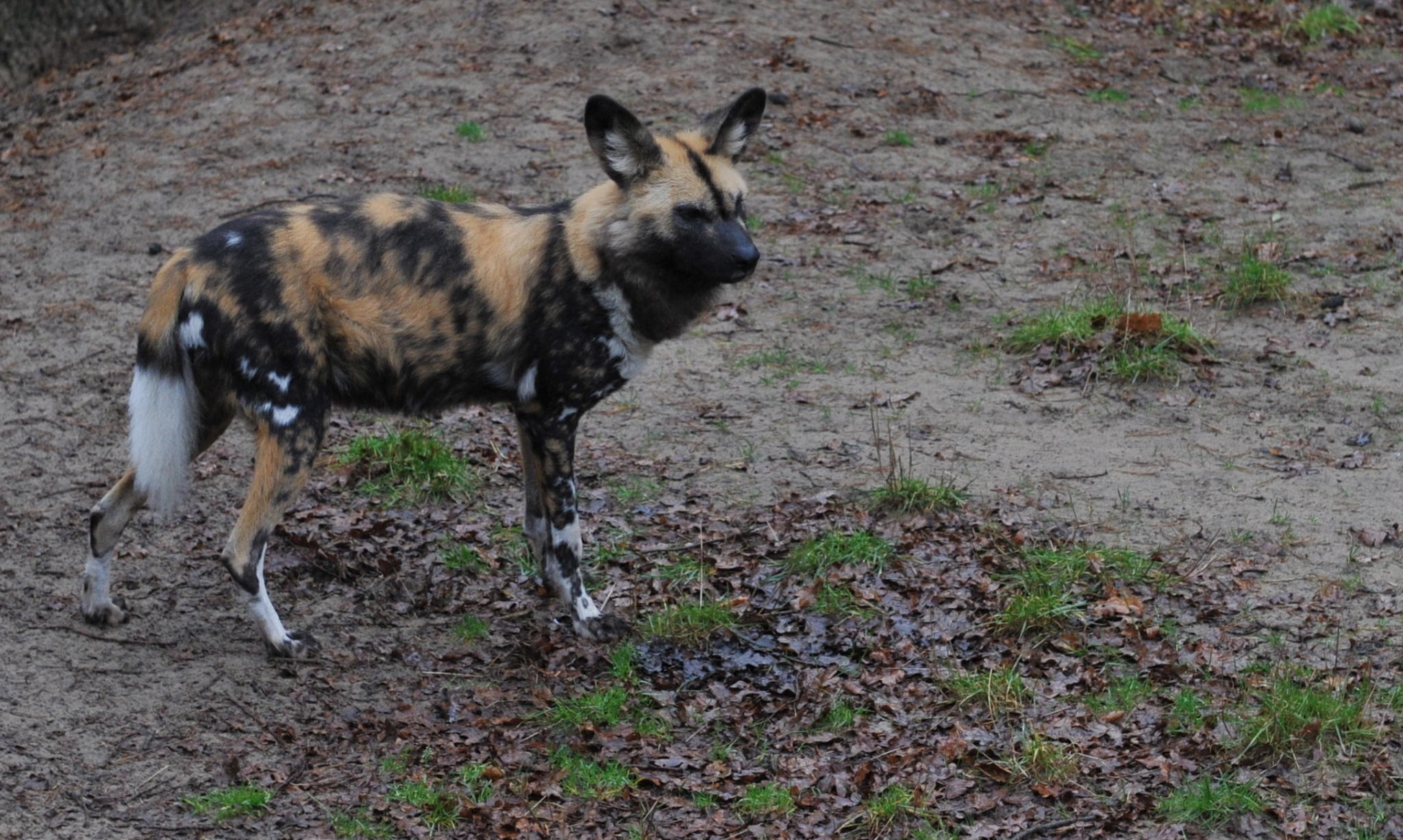 Afrikanische Wildhunde Afrikanische Wildhunde
