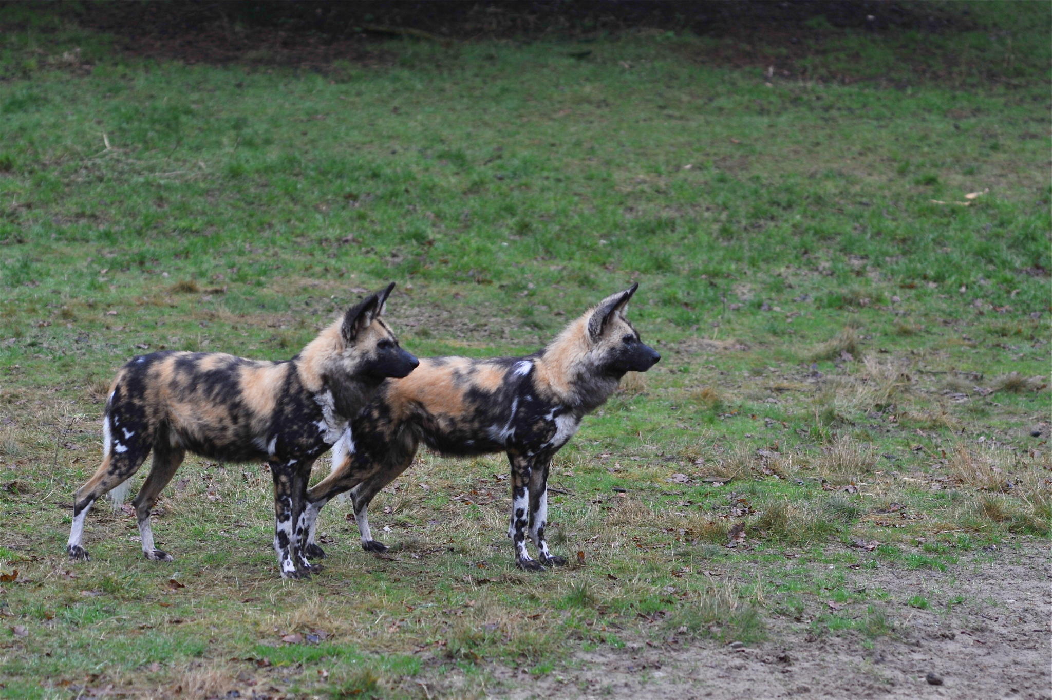 Afrikanische Wildhunde Afrikanische Wildhunde