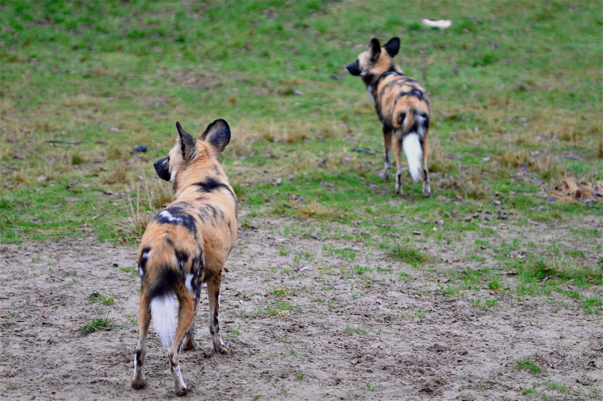 Afrikanische Wildhunde Afrikanische Wildhunde
