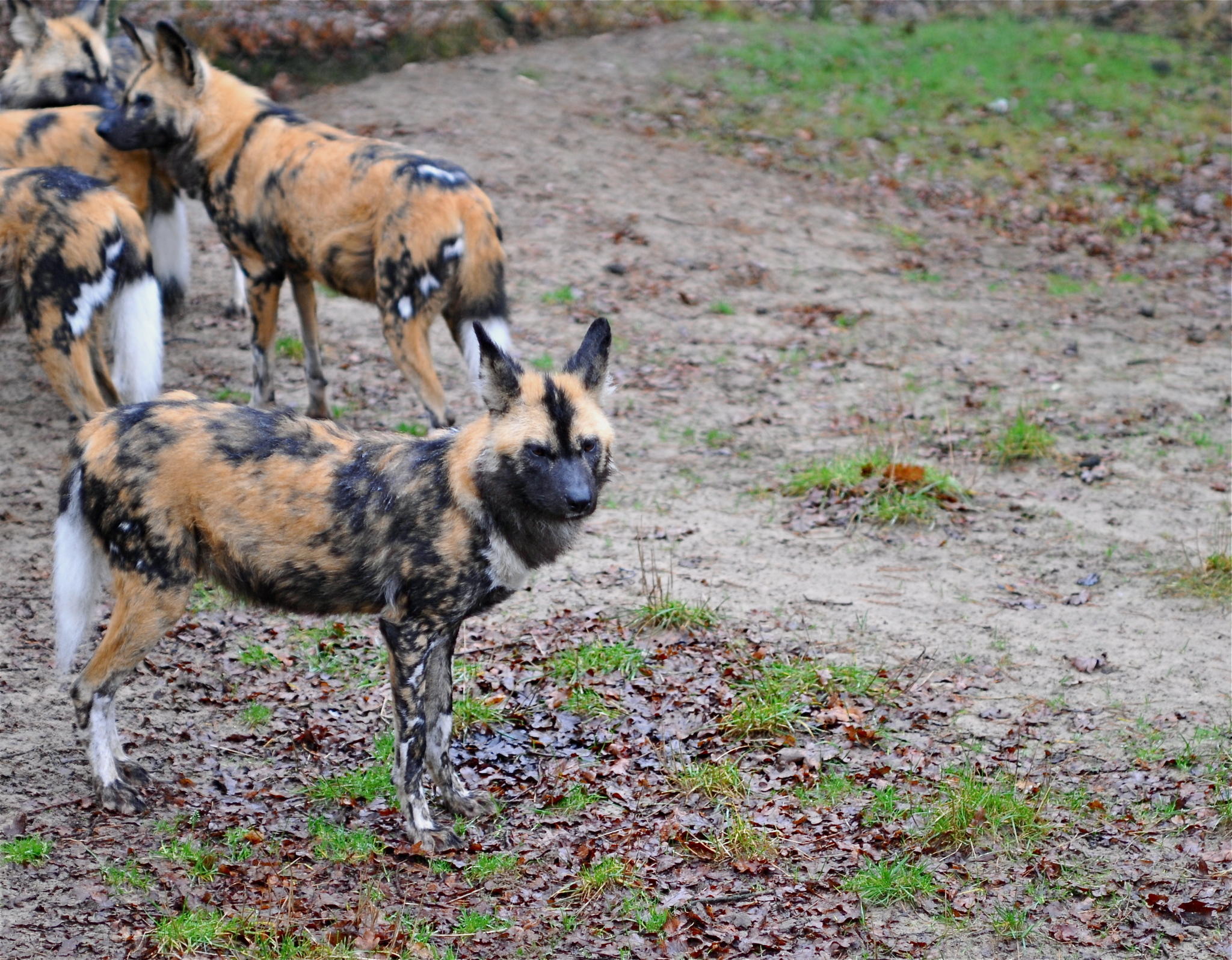 Afrikanische Wildhunde Afrikanische Wildhunde