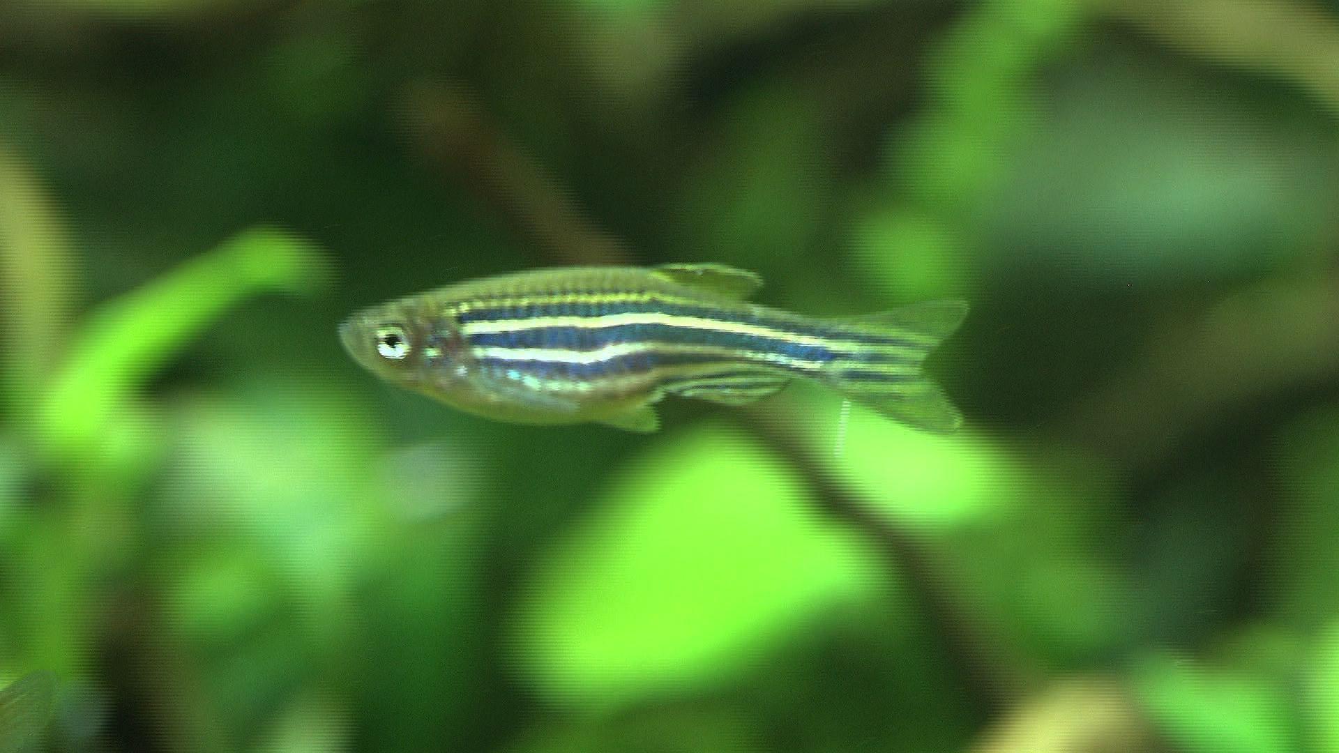 hkm_20130202_aquariumfische hkm_20130202_aquariumfische