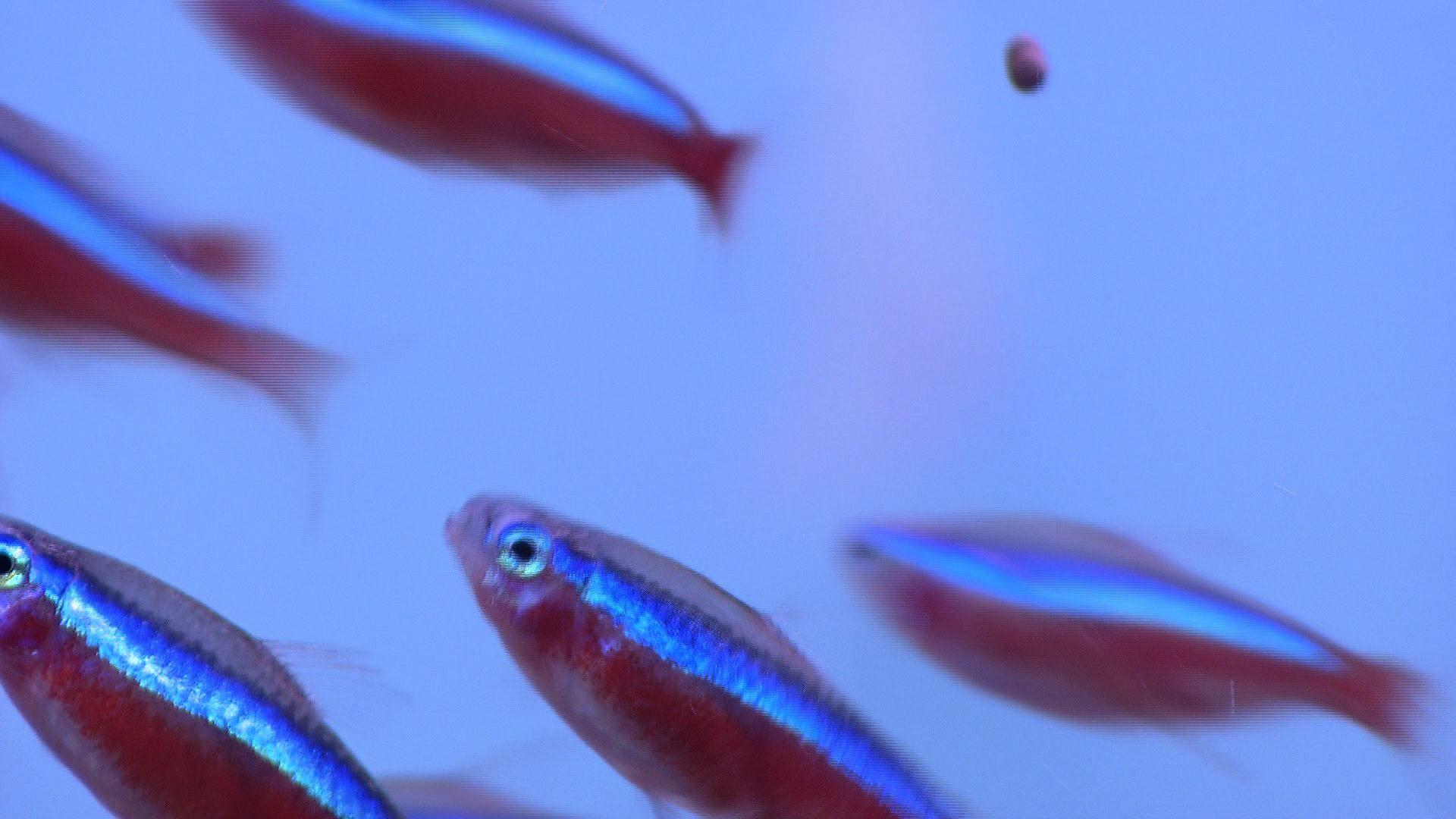 hkm_20130202_aquariumfische hkm_20130202_aquariumfische