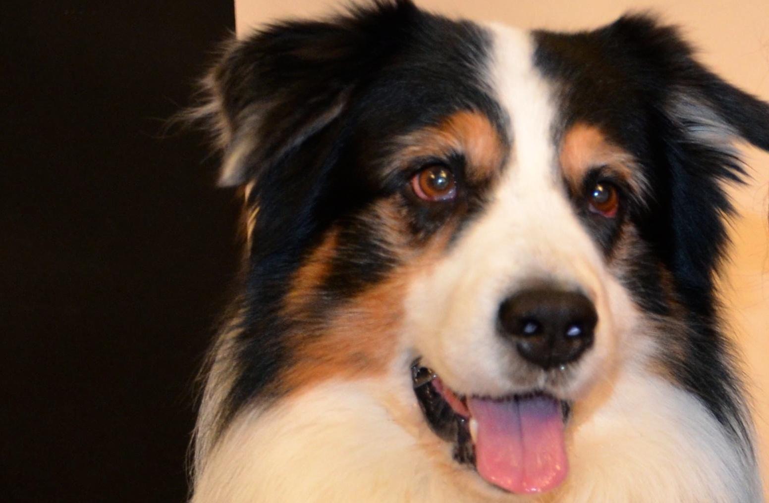 Welcher Hund passt zu mir? Welcher Hund passt zu mir?