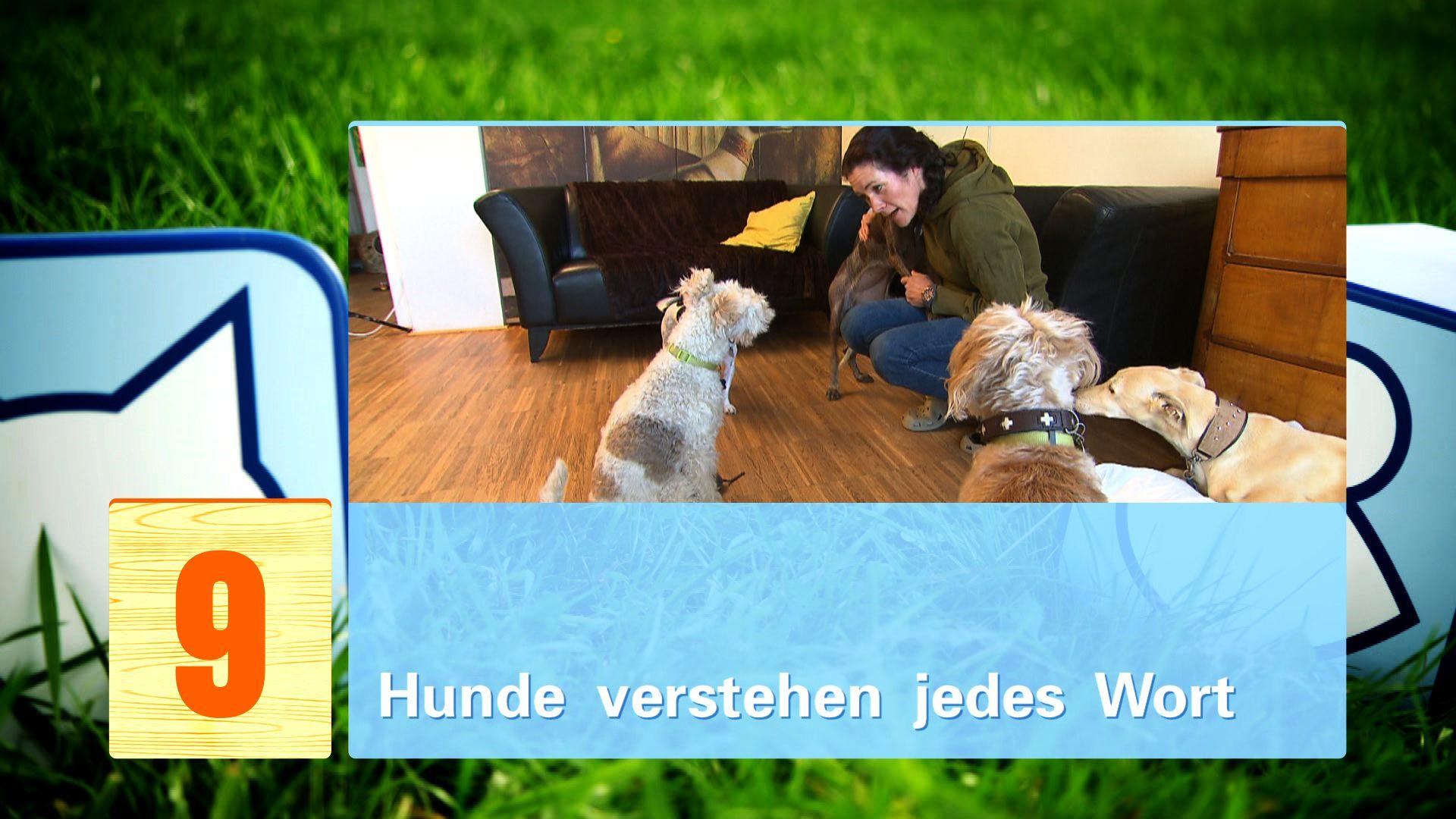 hkm_20130427_hundemythen hkm_20130427_hundemythen