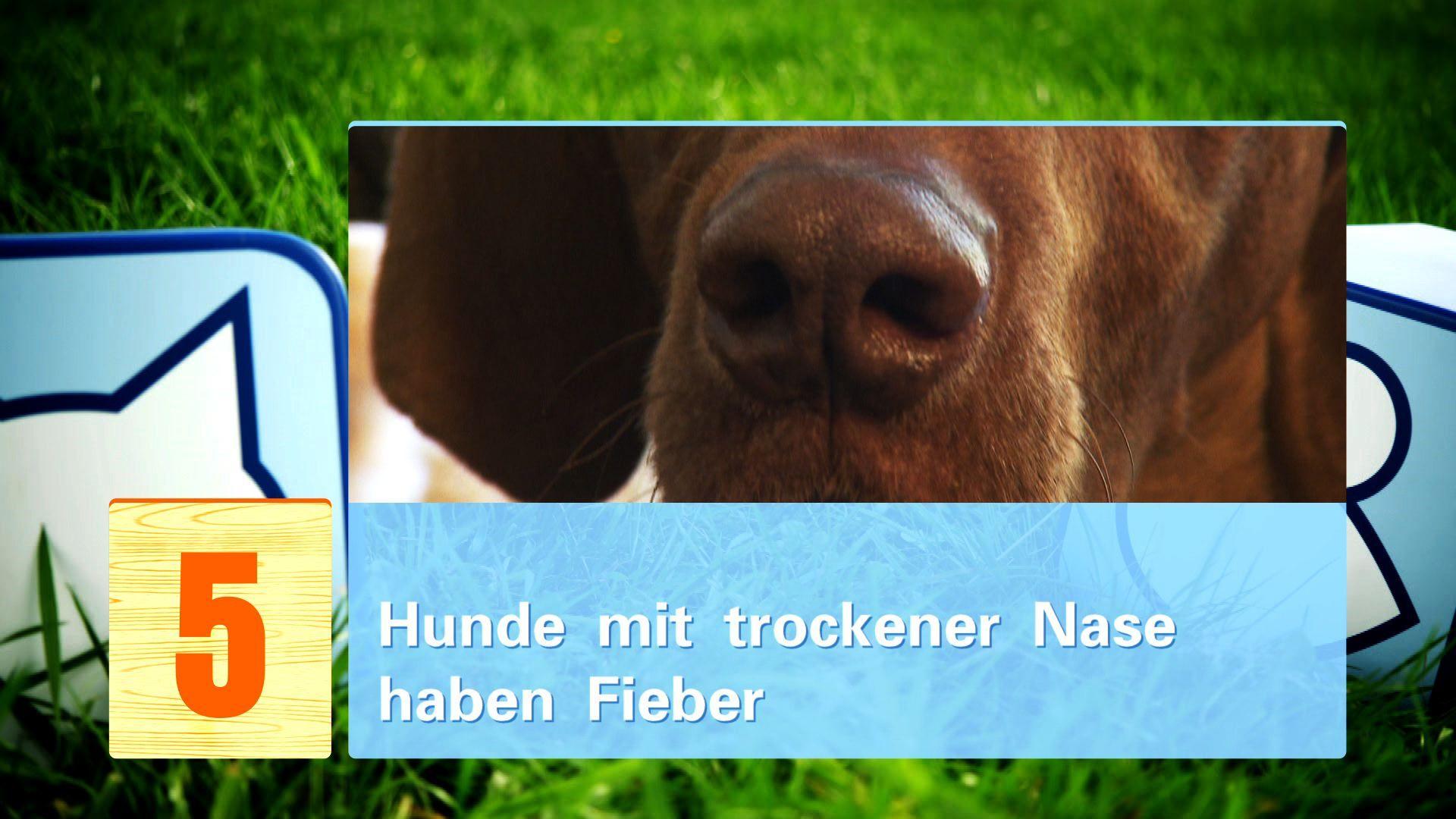 hkm_20130427_hundemythen hkm_20130427_hundemythen