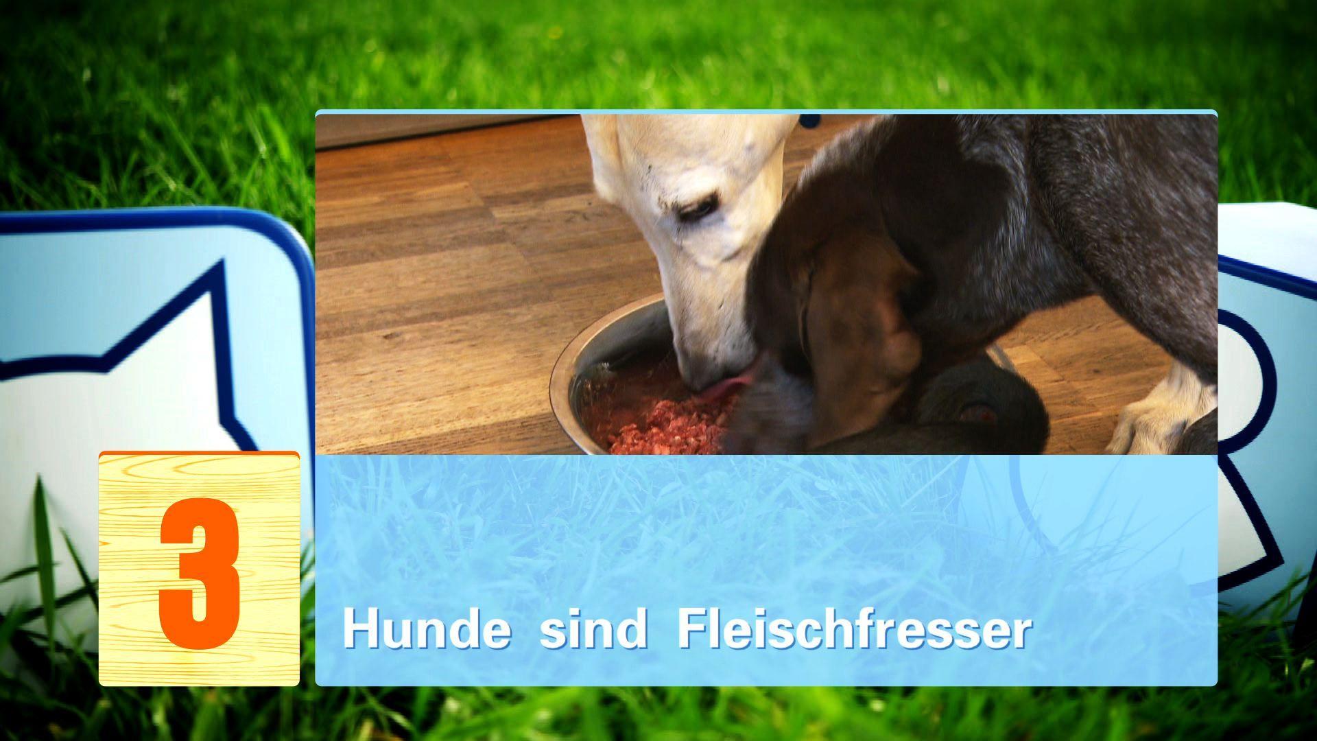 hkm_20130427_hundemythen hkm_20130427_hundemythen