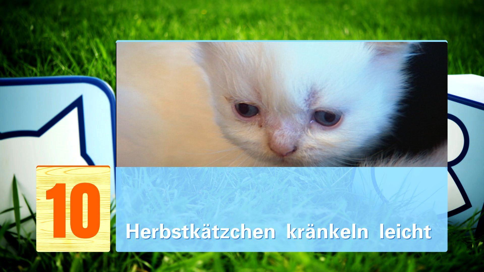 hkm Katzenmythen hkm Katzenmythen