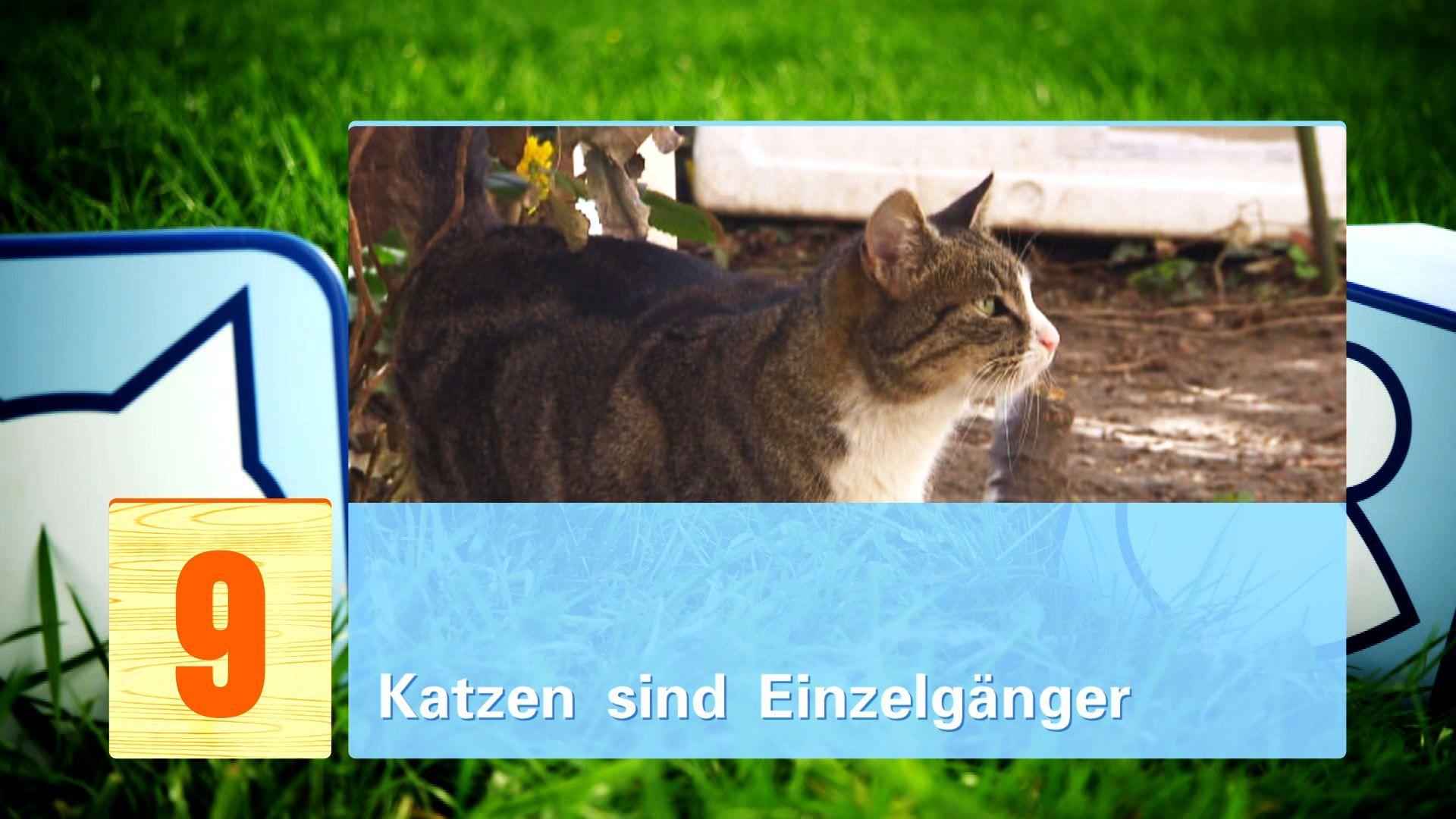 hkm Katzenmythen hkm Katzenmythen