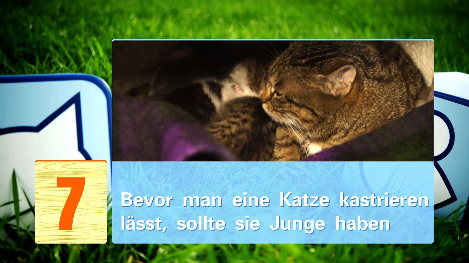 hkm Katzenmythen hkm Katzenmythen