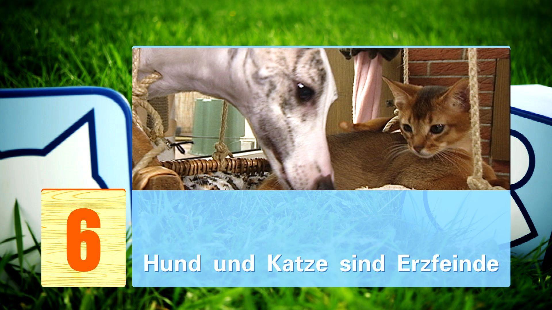 hkm Katzenmythen hkm Katzenmythen