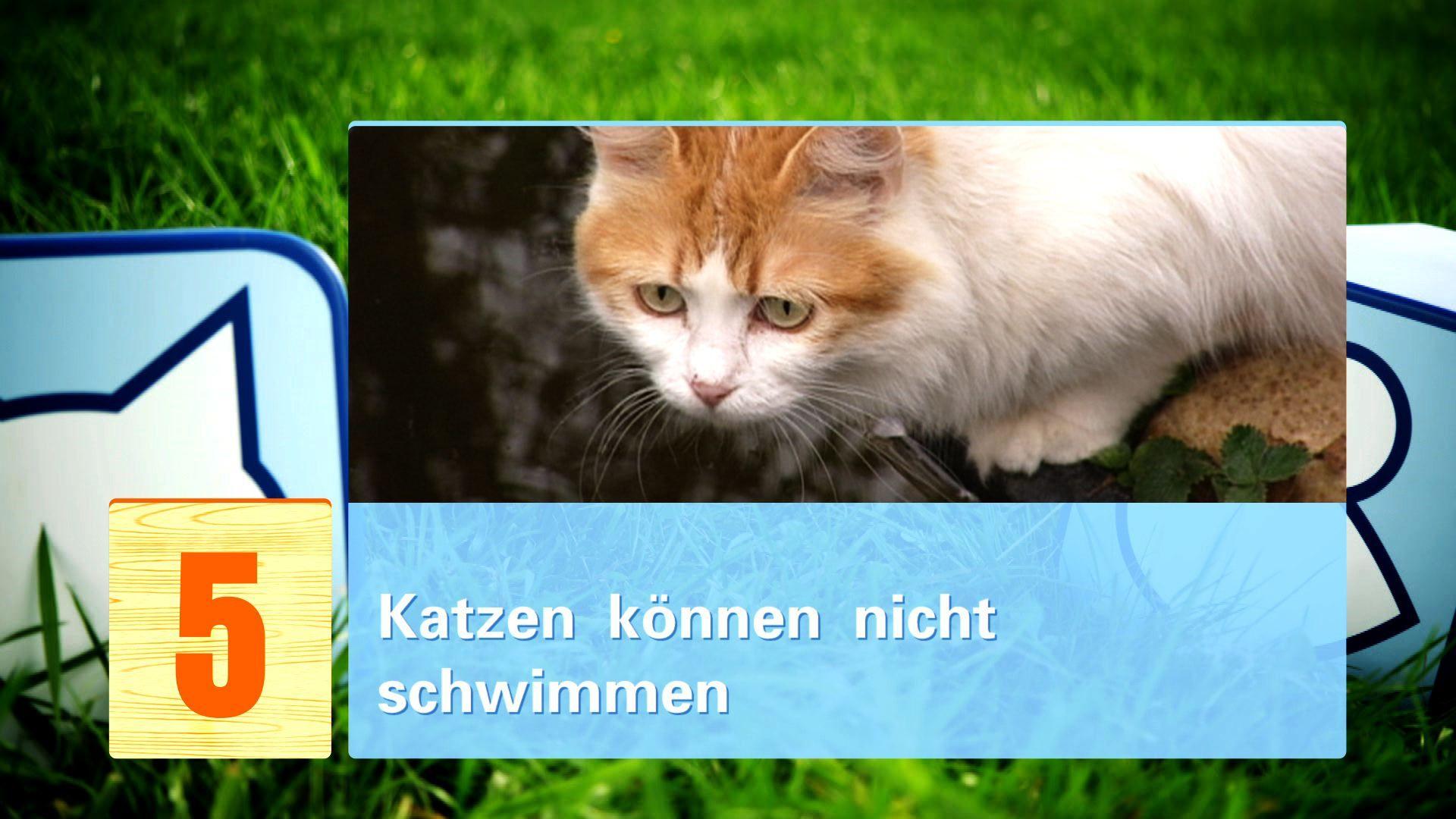 hkm Katzenmythen hkm Katzenmythen