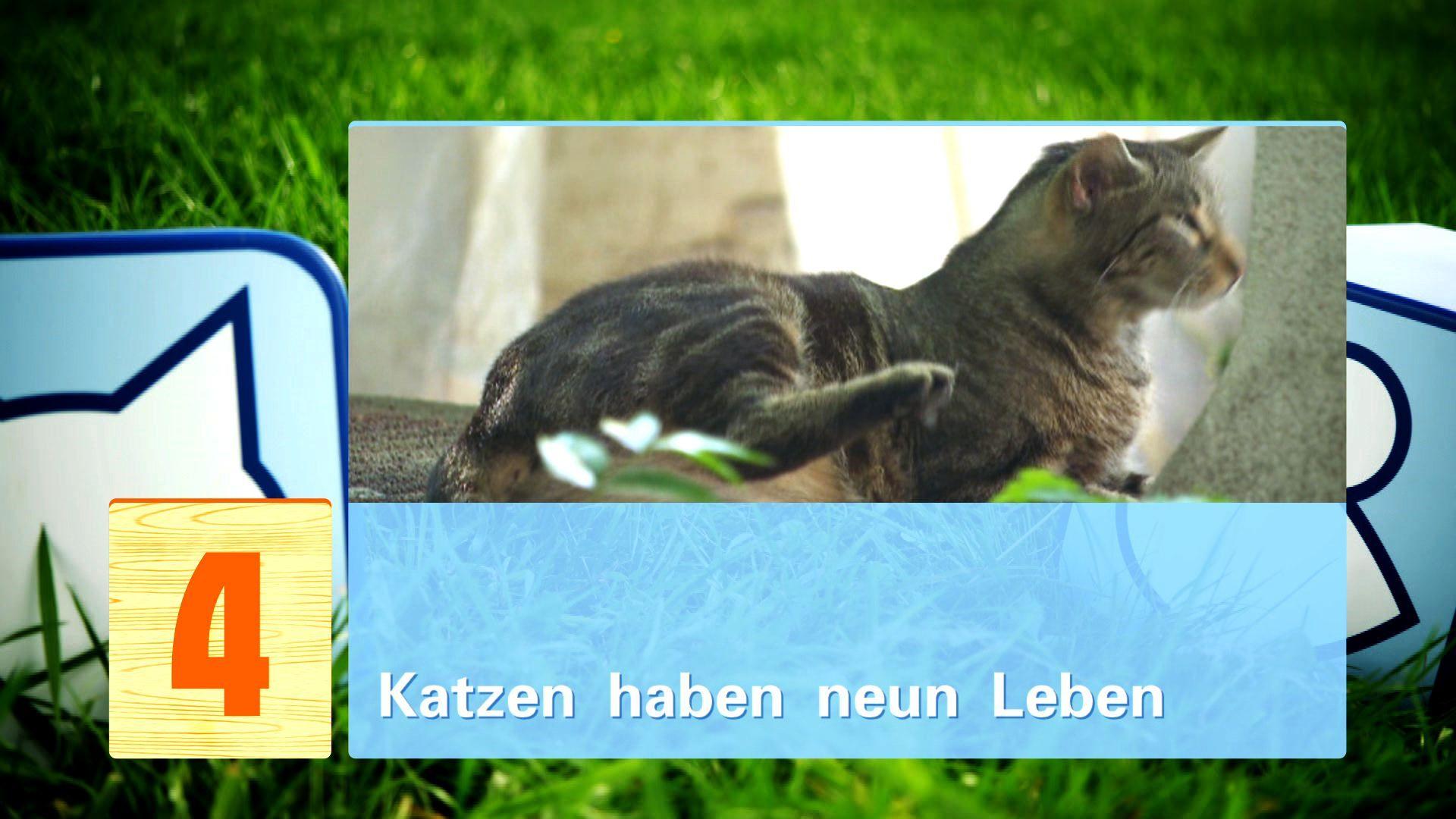 hkm Katzenmythen hkm Katzenmythen