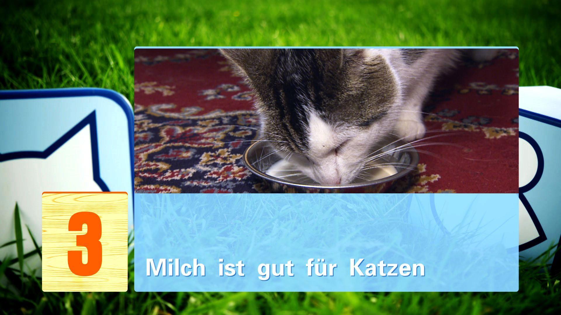 hkm Katzenmythen hkm Katzenmythen