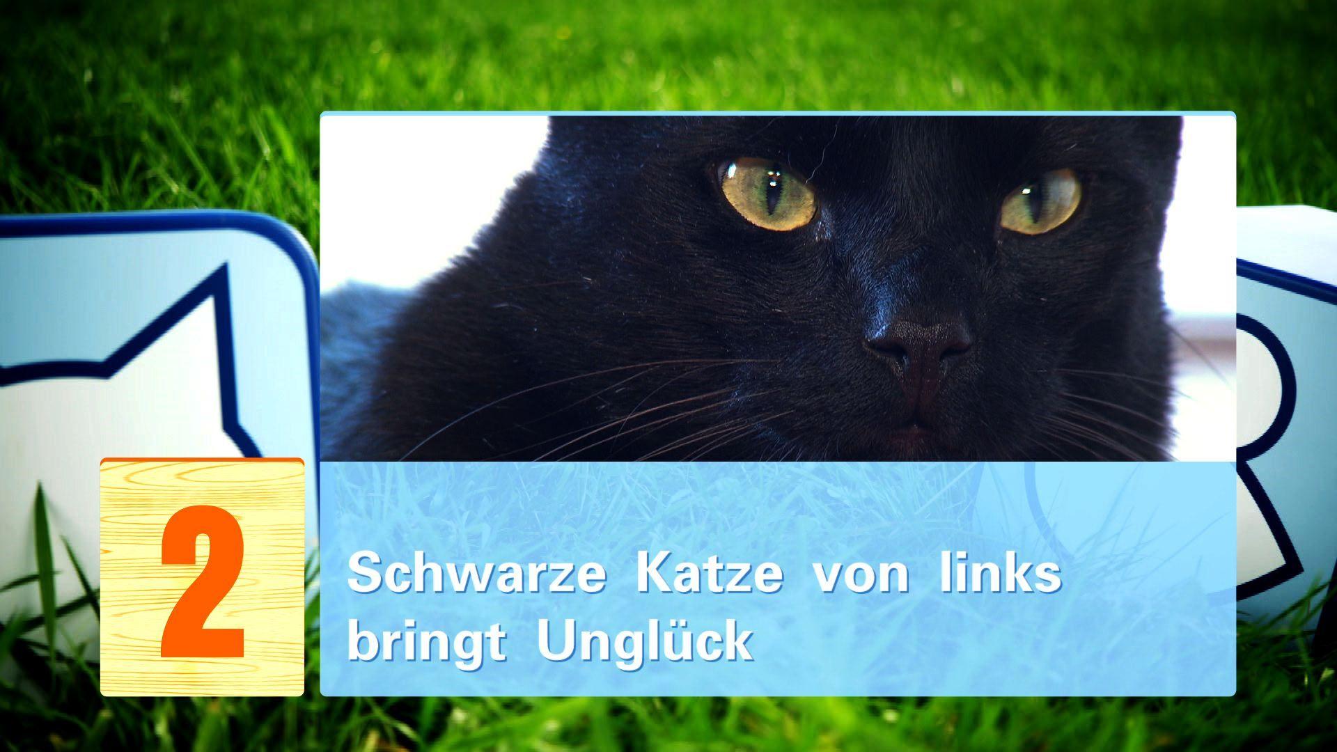 hkm Katzenmythen hkm Katzenmythen