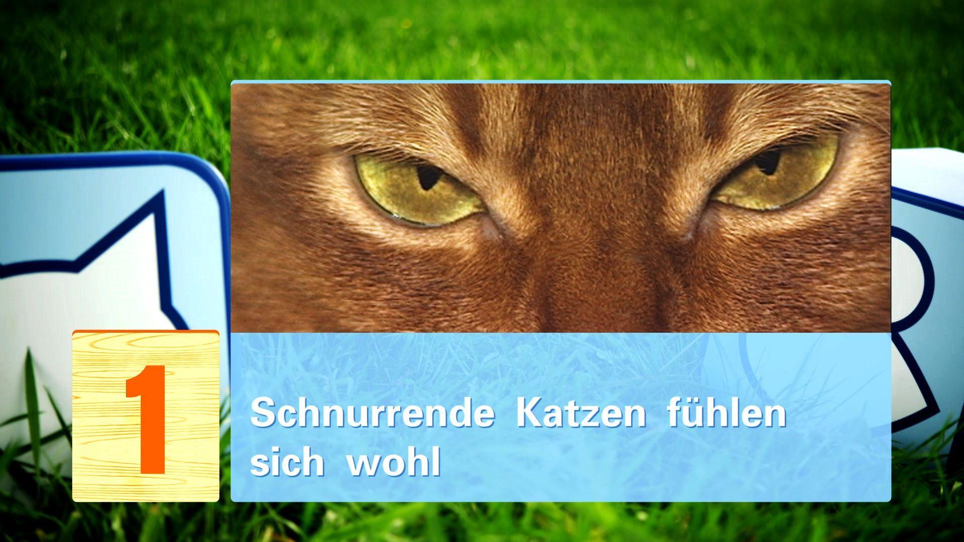 hkm Katzenmythen hkm Katzenmythen