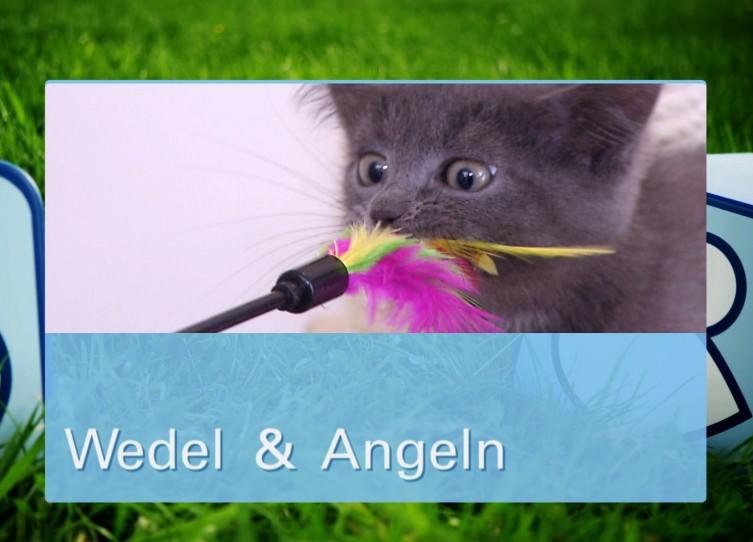 Der große Katzenspielzeug-Test Der große Katzenspielzeug-Test