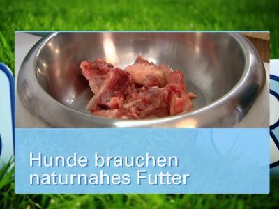 Ernährungsmythen bei Hunden Ernährungsmythen bei Hunden
