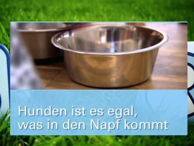 Ernährungsmythen bei Hunden Ernährungsmythen bei Hunden
