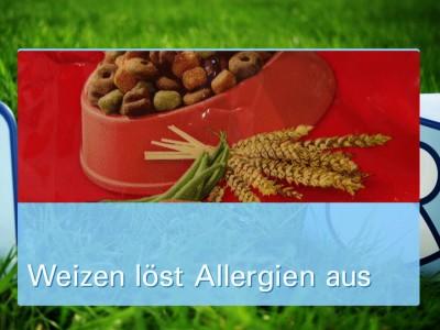 Ernährungsmythen bei Hunden Ernährungsmythen bei Hunden