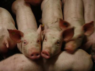 Schweinemast Galerie Schweinemast Galerie