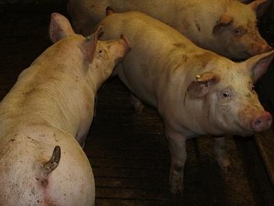 Schweinemast Galerie Schweinemast Galerie