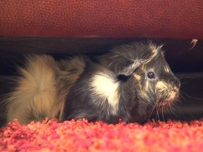 hundkatzemaus Galerie Meerschweinchen Freilauf hundkatzemaus Galerie Meerschweinchen Freilauf