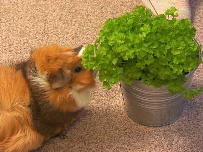 hundkatzemaus Galerie Meerschweinchen Freilauf hundkatzemaus Galerie Meerschweinchen Freilauf