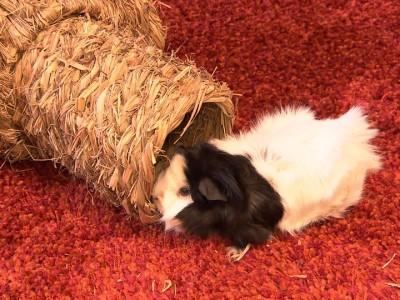 hundkatzemaus Galerie Meerschweinchen Freilauf hundkatzemaus Galerie Meerschweinchen Freilauf