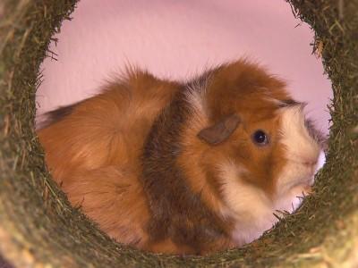 hundkatzemaus Galerie Meerschweinchen Freilauf hundkatzemaus Galerie Meerschweinchen Freilauf