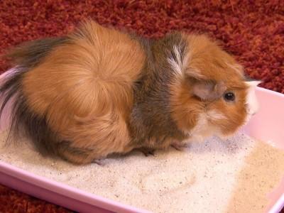 hundkatzemaus Galerie Meerschweinchen Freilauf hundkatzemaus Galerie Meerschweinchen Freilauf